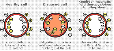 Změny distribuce iontů u zdravé, nemocné a magnetoterapií ovlivněné buňky