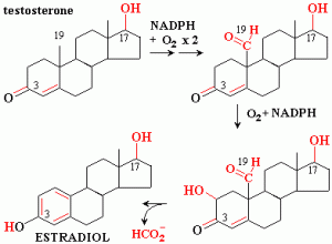 Testostron-estradiol