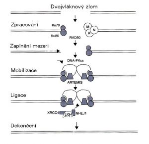 Oprava dvojných zlomů nehomologním spojením konců 