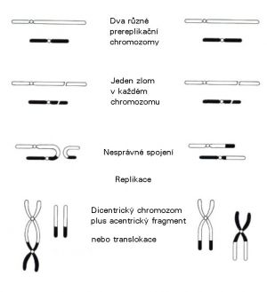 Chromozomové aberace způsobené nesprávnou opravou dvojných zlomů různých chromozomů 