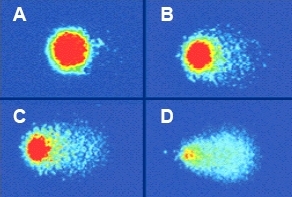 Gelová elektroforéza jednotlivých buněk bez ožáření (A) nebo po ozáření  stoupajicimi davkami gama záření (B, C, D)