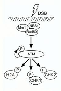 Rozpoznání dvojného zlomu komplexem MRN (kapitola 2.3.2) a následná aktivace ATM, která vzápětí vede k fosforylaci různých proteinů, například histonu 2A, CHK1 a CHK2 