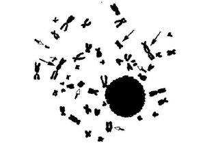 Ukázka chromozomových aberací, označeno šipkamí