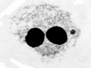 Mikrojádro, detekce na konci mitotického dělení