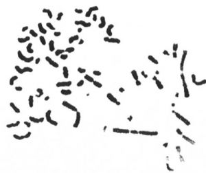Aberace detekované pomocí předčasné kondenzace chromozomů